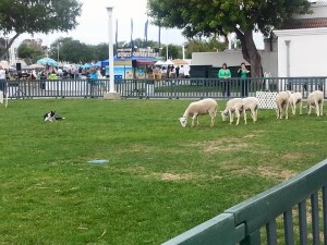 11149477_10152681978596887_7199869873644561774_n